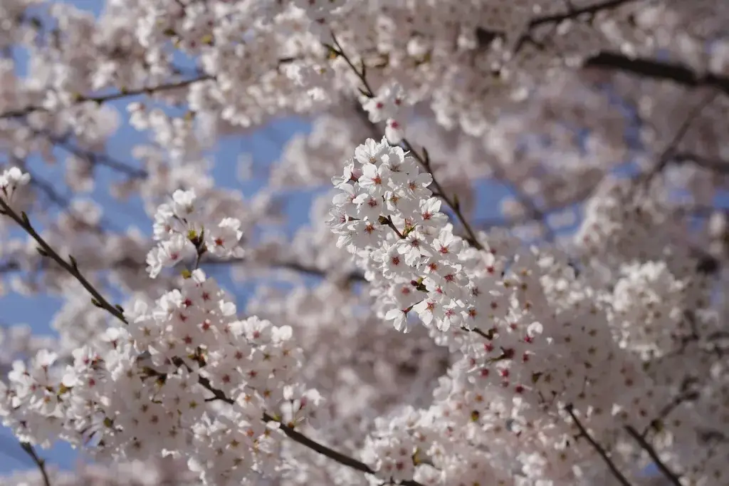 침산공원 벚꽃
