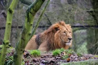 아시아사자 인도 동물 특징 성격_17