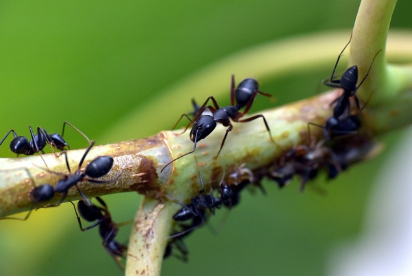 개미의 장례 문화: 사회적 행동의 경이로움