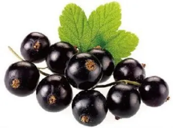 블랙커런트 재배 전정 관리 통풍 확보 병해 줄이기_5