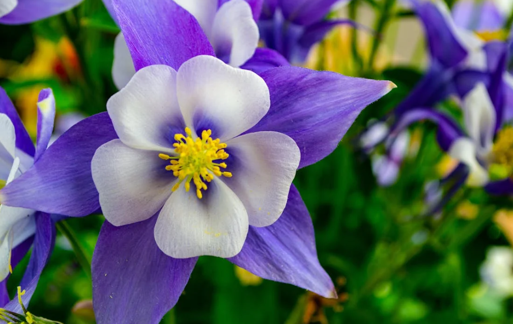 매발톱꽃 (콜럼바인)