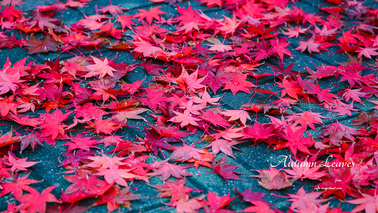 10 바닥에 떨어진 단풍잎 C - Autumn Leaves 단풍배경화면