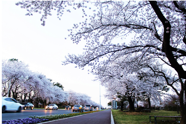 경주의 벚꽃 명소 - 고즈넉한 역사 속에 피어난 벚꽃의 향연