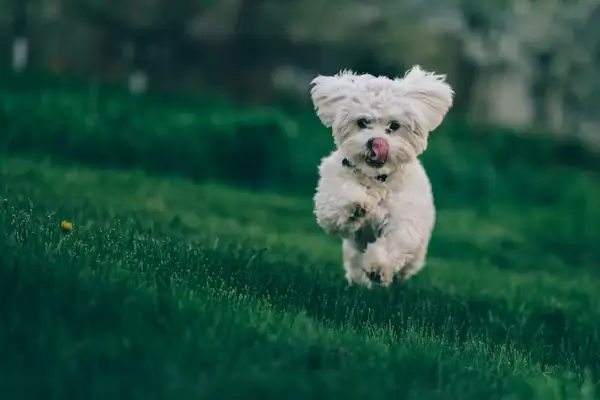 Online course for pet food chef certification with laptop and dog beside