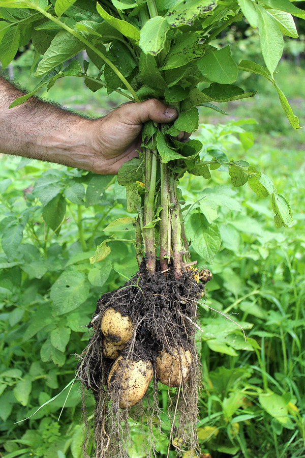 감자 심는 시기