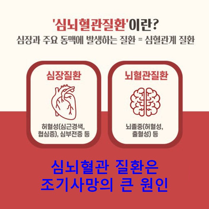 혈관건강