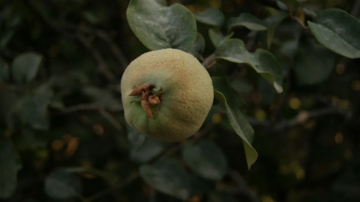 돌배주-담그기-효능-관련-사진