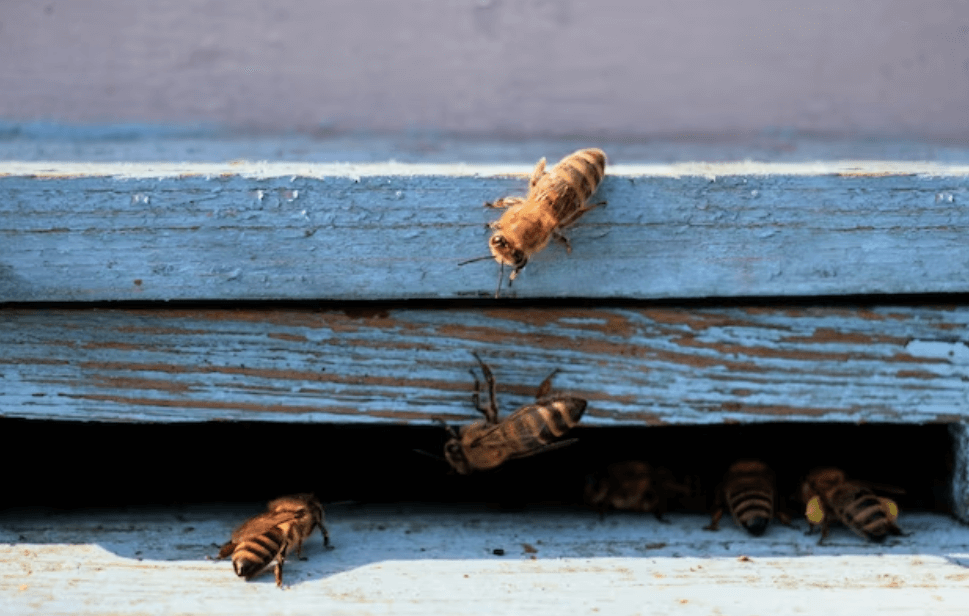 벌에-쏘였을-때