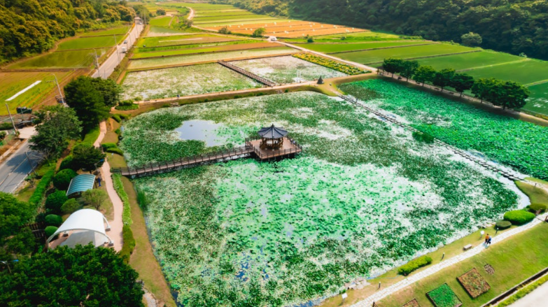경남 고성 상리연꽃공원, 초여름 연꽃 세상이 열리는 곳