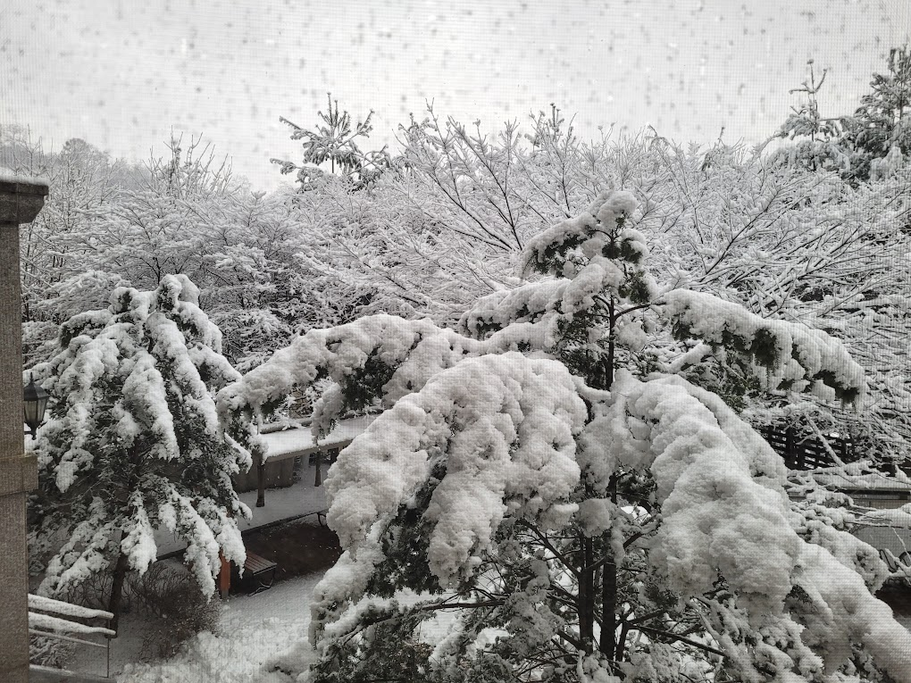 소나무에 눈이 소복히 쌓인 모습