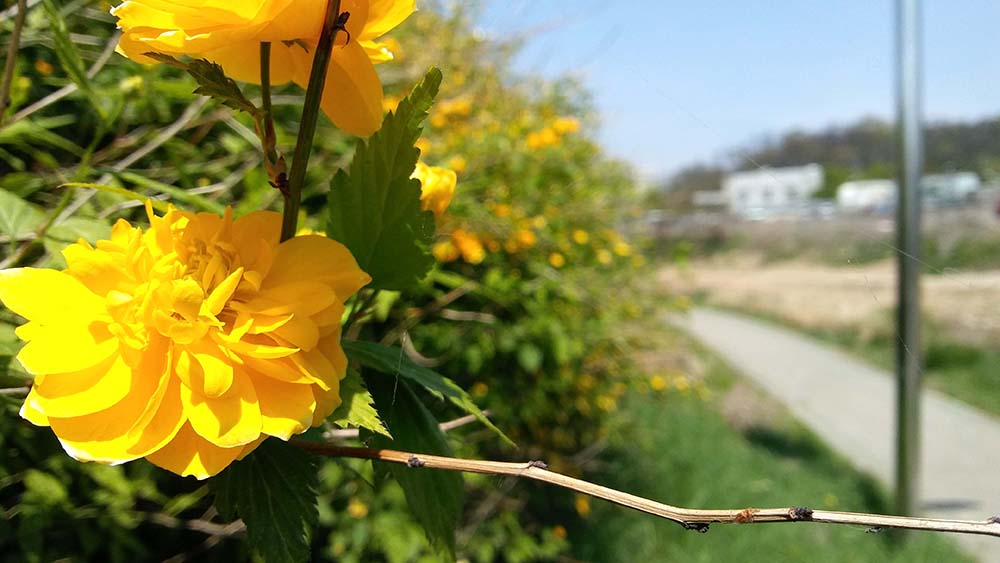 서울둘레길 4코스 대모산·우면산 겹황매화