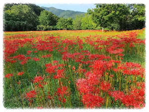 선운산도립공원