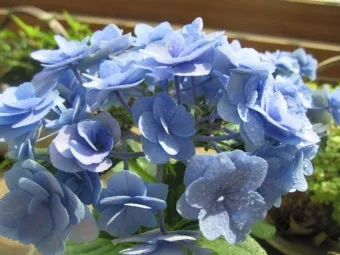 수국 키우는법 개화시기 삽목시기 가지치기 화분 물주기_6