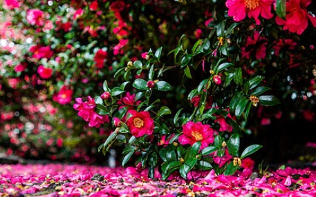 서천 동백꽃 주꾸미축제