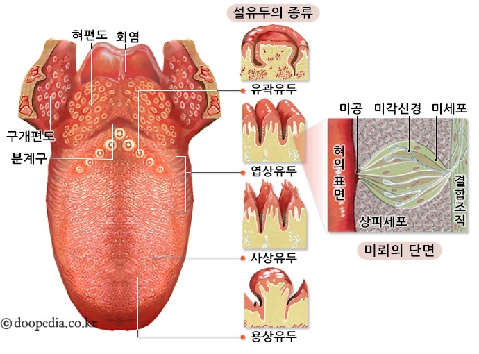 미뢰