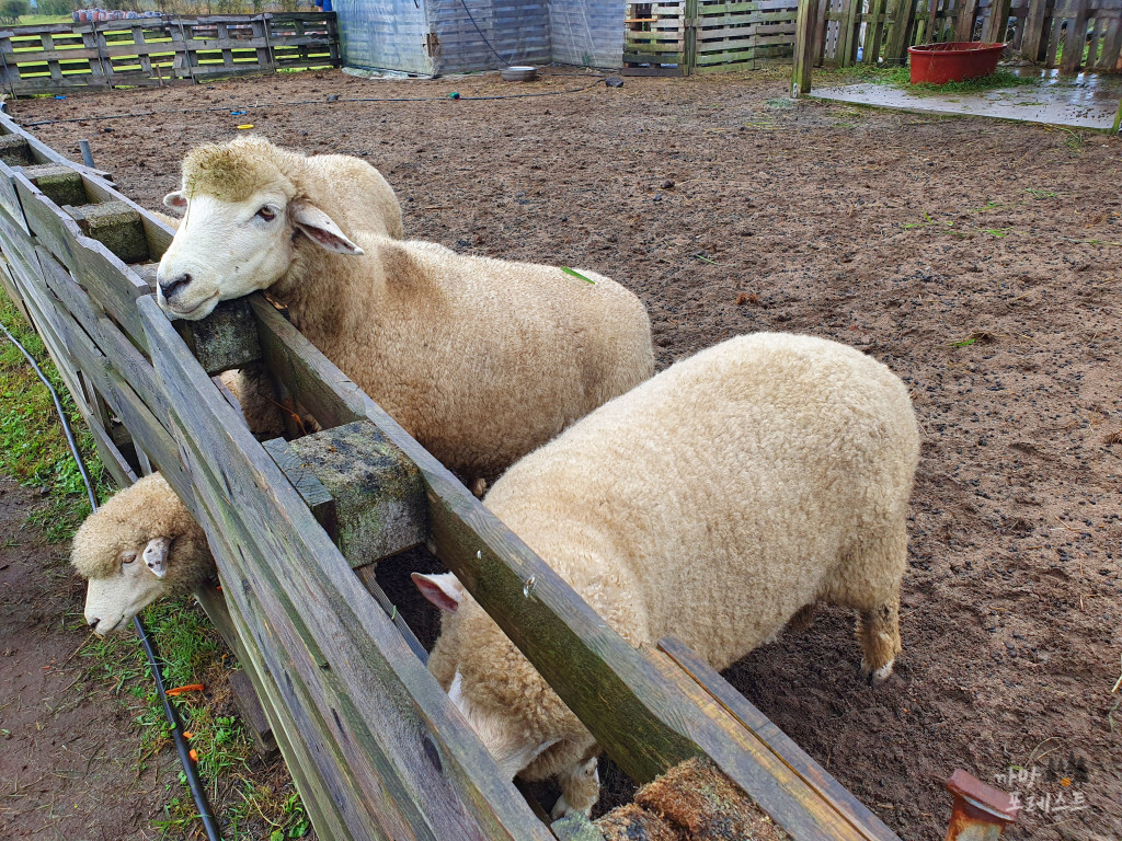 표선 보롬왓 양