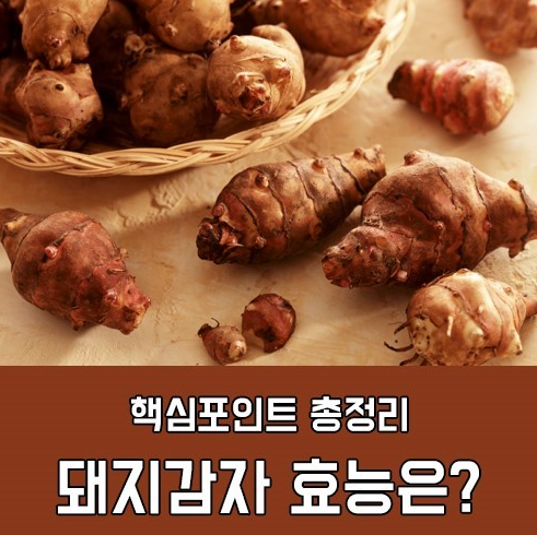 돼지감자효능 돼지감자차 효능 먹는법
