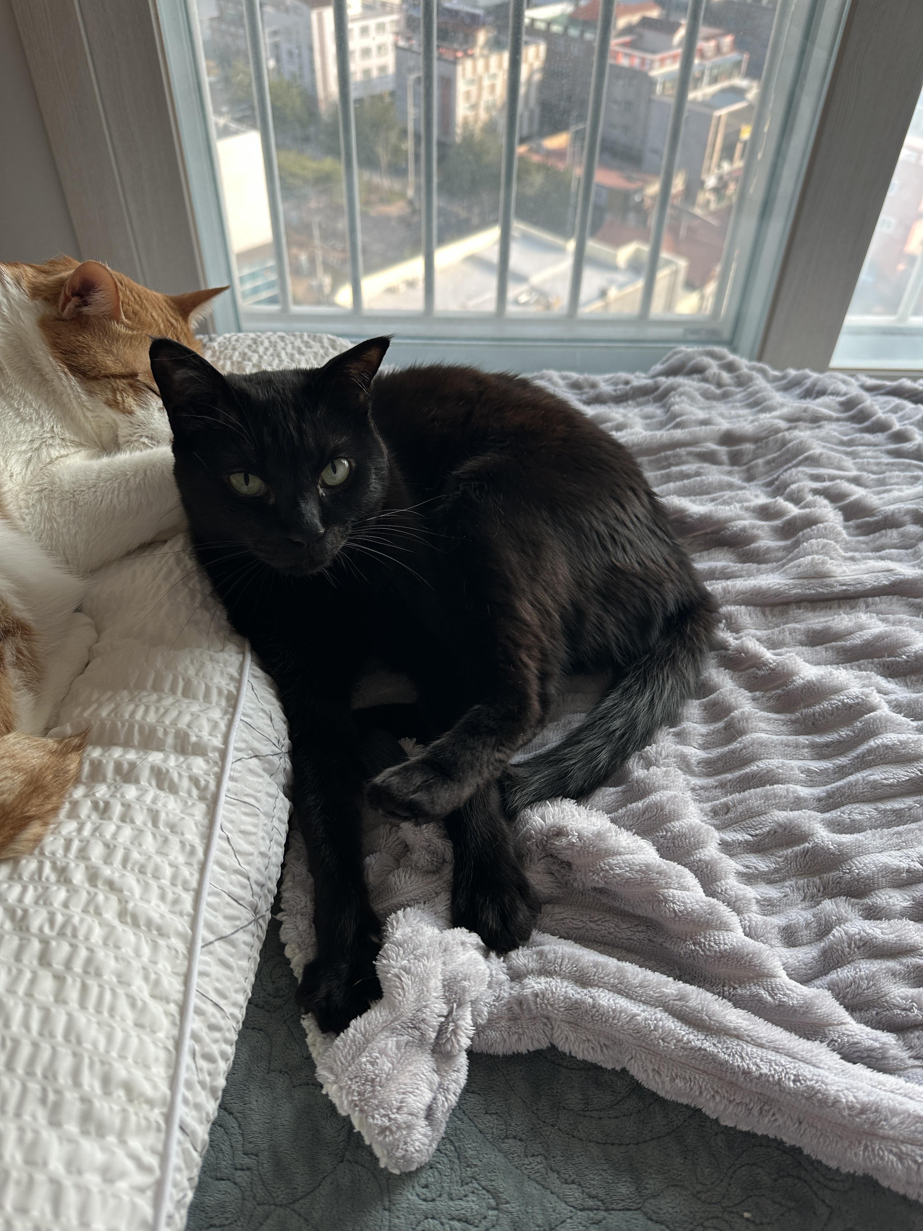 건이의 골골송과 꾹꾹이를 함께 볼수 있는 영상 (feat.고양이가 꾹꾹이를 하는 이유)