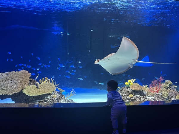 아쿠아리움 구경하는 아이