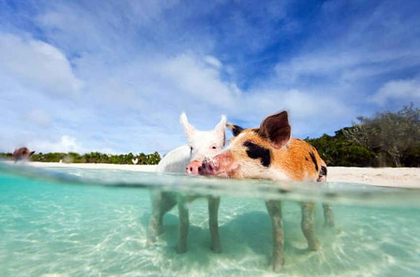 돼지에게서도망치는꿈