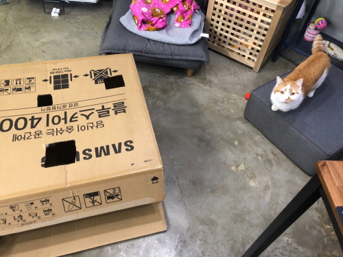 고양이숨숨집만들기