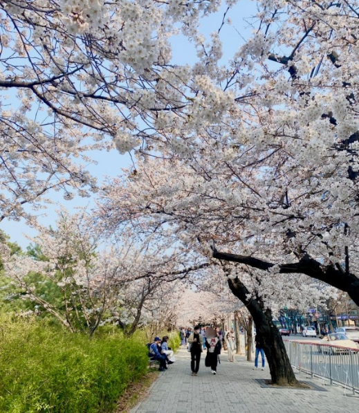 2024 여의도 벚꽃축제