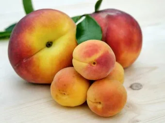 강아지 천도복숭아 먹어도 될까 안전한 급여 방법_2