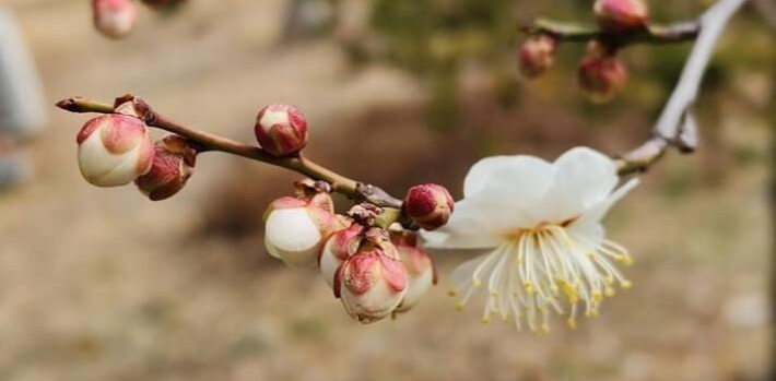 매화꽃-개화시기