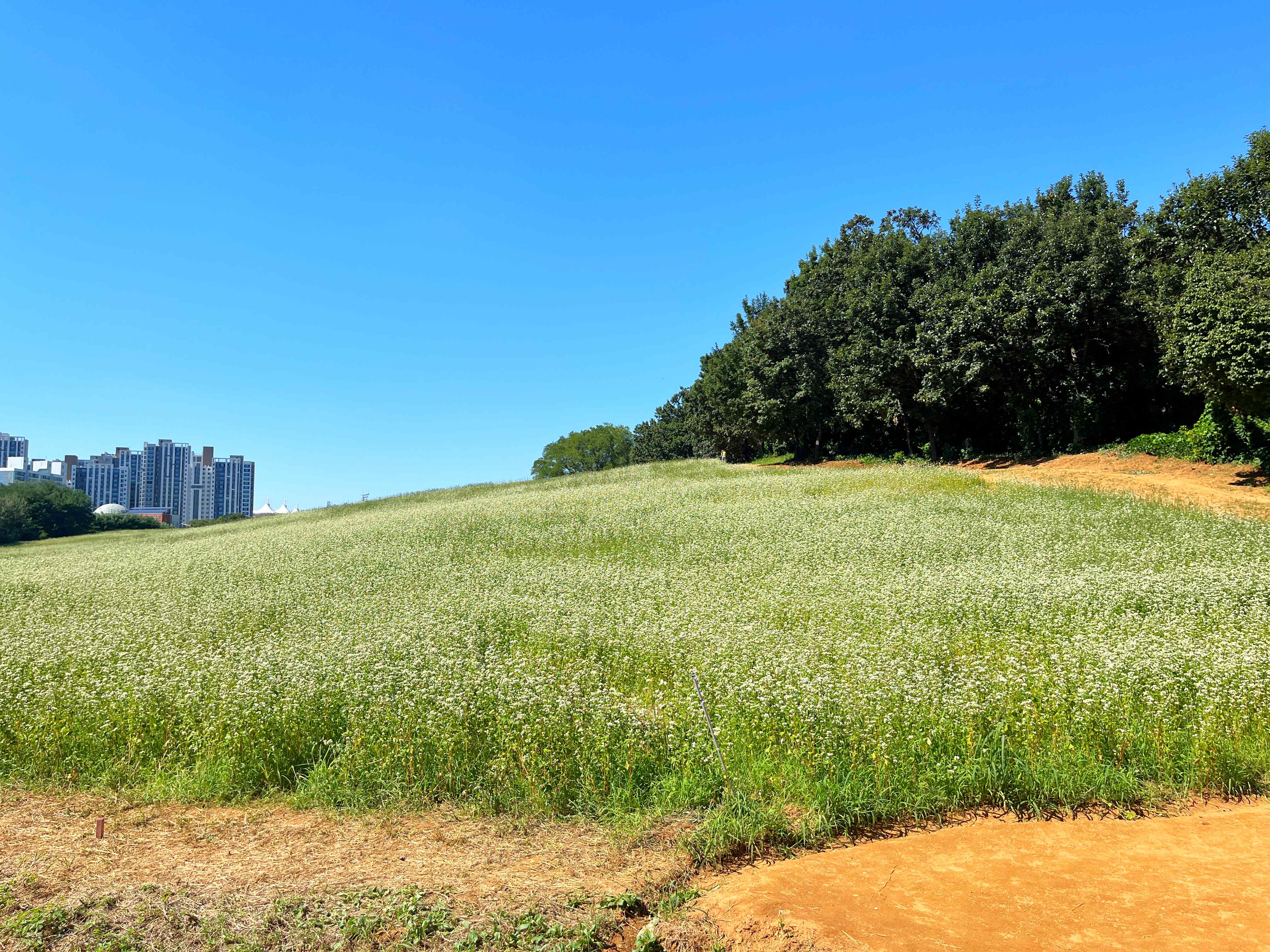 인천 선학동 메밀꽃