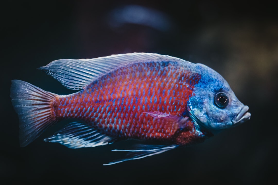 Fish
