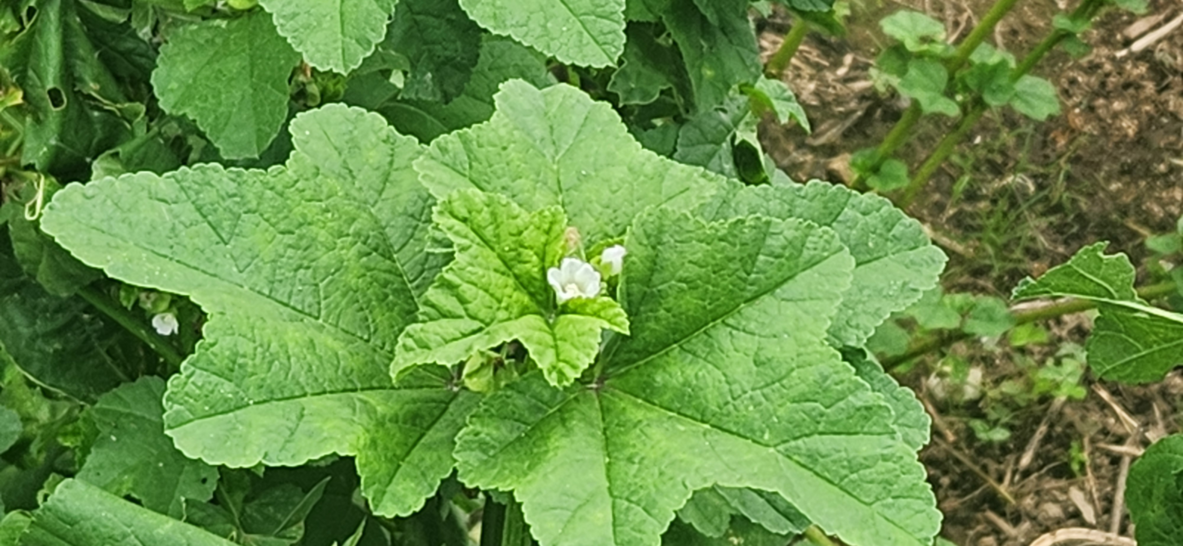 푸르게 자란 아욱 줄기와 잎, 꽃차로도 활용 가능한 식물