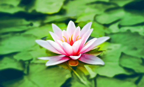 연자육