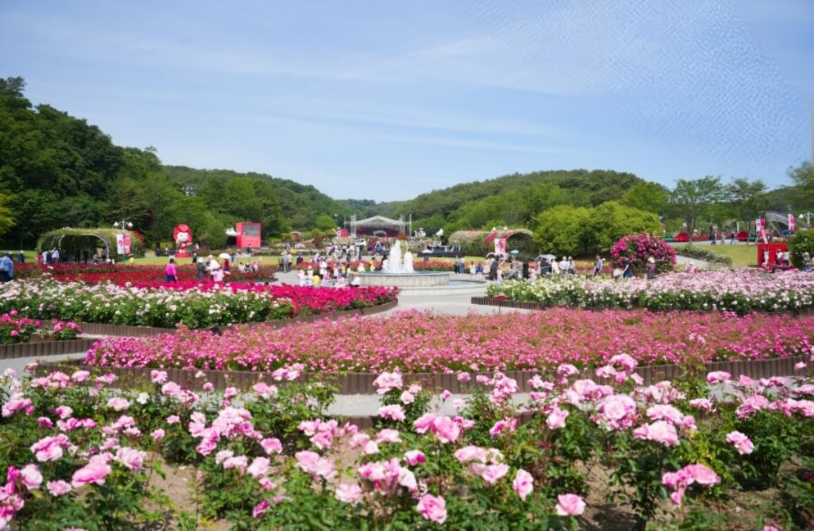 2025년 울산대공원 장미축제: 300만 송이의 장미 향연