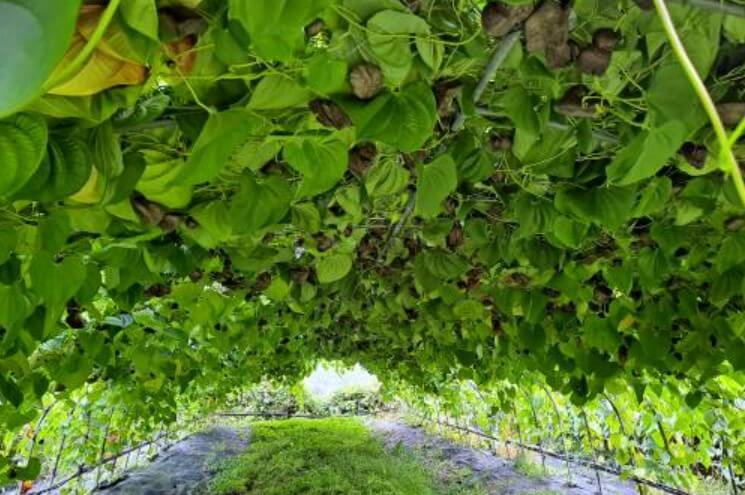 하늘마 효능 먹는 방법 심는 시기 