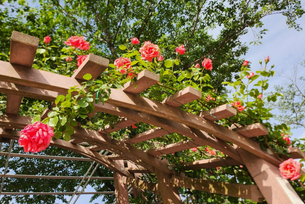 2024 삼척 장미축제 개화