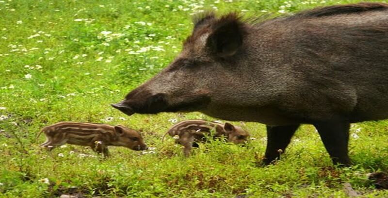 돼지꿈 꿈해몽 태몽 길몽 길운 10가지 정리.세번째