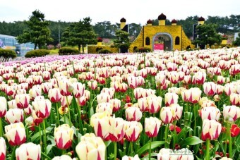 태안 안면도 튤립축제