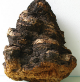 검은색의-차가버섯