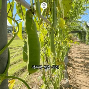 작두콩 재배 지지대 설치 덩굴 유인 건조 보관_16