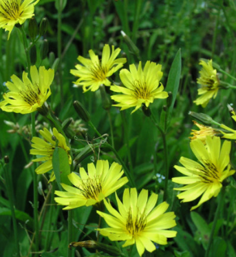씀바귀 효능과 부작용 먹는법 고르는법