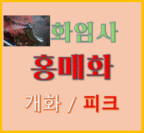 화엄사 홍매화 개화