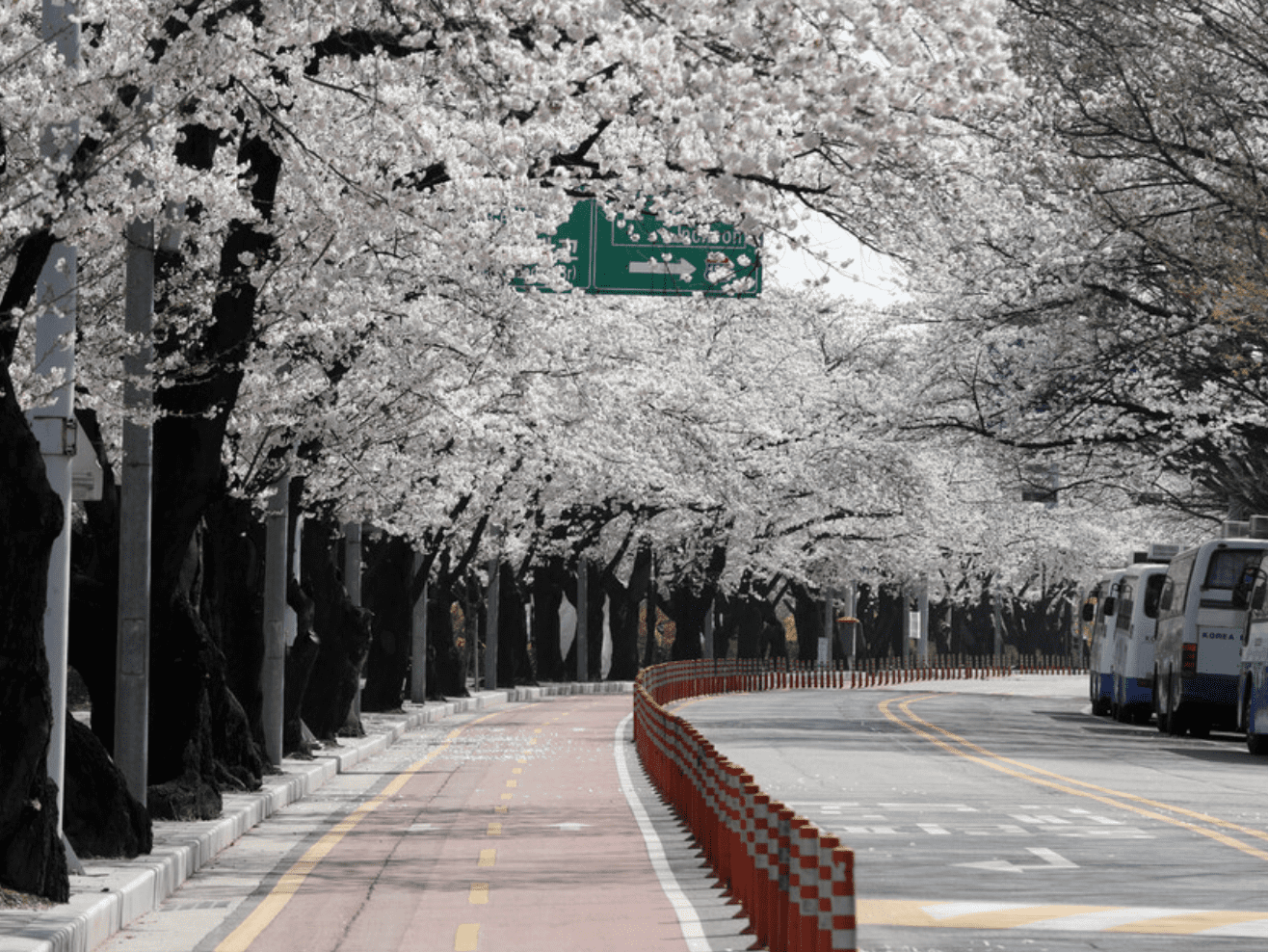 전국벚꽃 명소