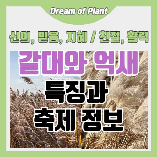 갈대와 억새의 특징과 축제 정보 썸네일 이미지