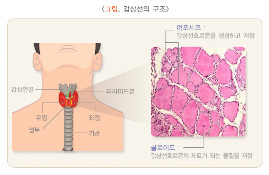 갑상선의 구조
