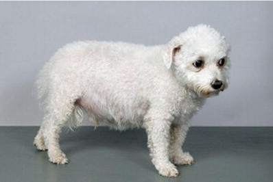 강아지 쿠싱증후군 증상, 원인, 치료 알아보기