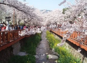 봄 국내 여행지 베스트 10 추천 맛집_5