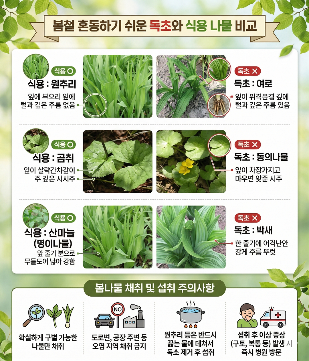 독초와 식용 나물 비교 사진 봄나물 주의사항