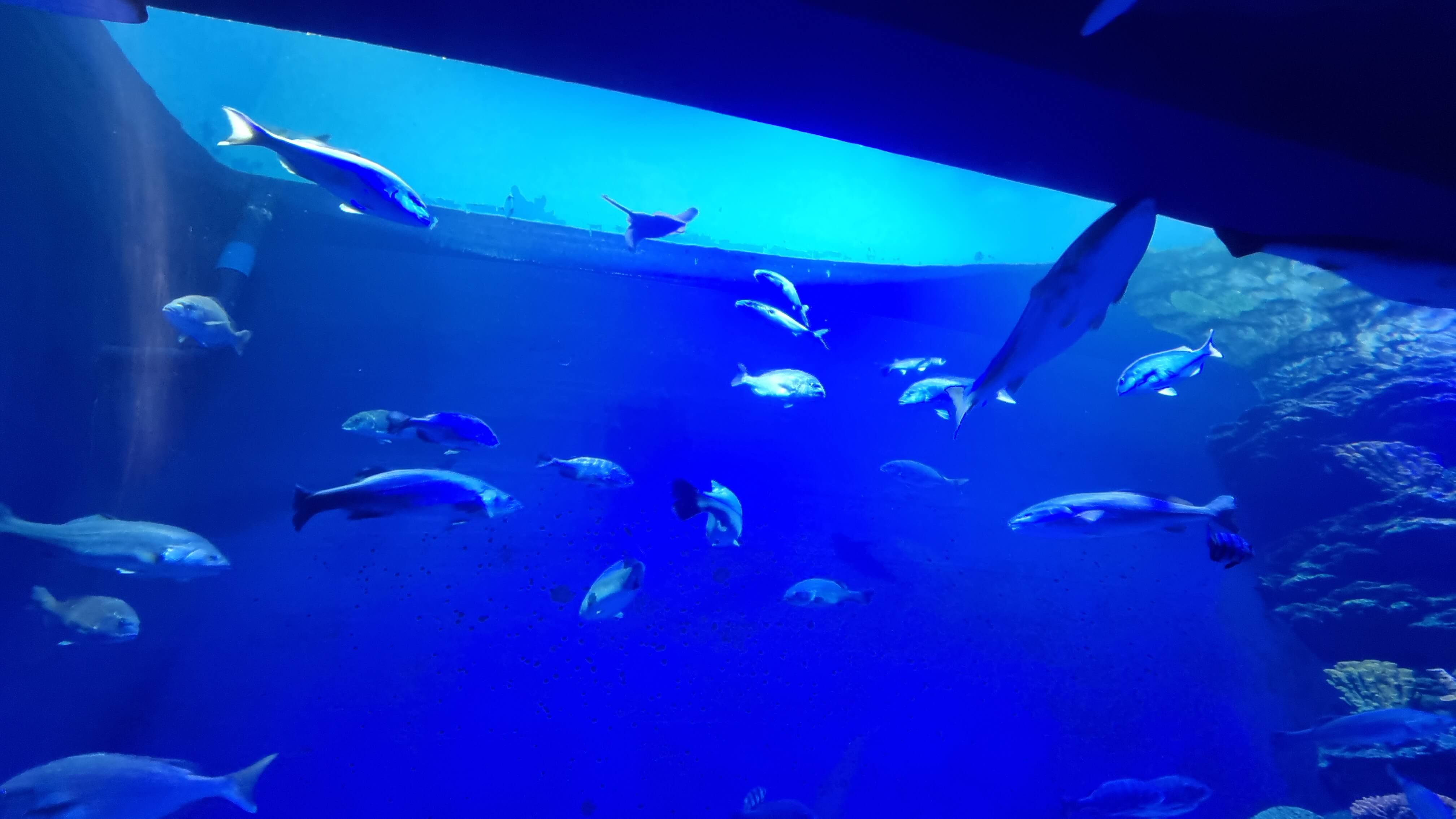 화진포 해양박물관-사진