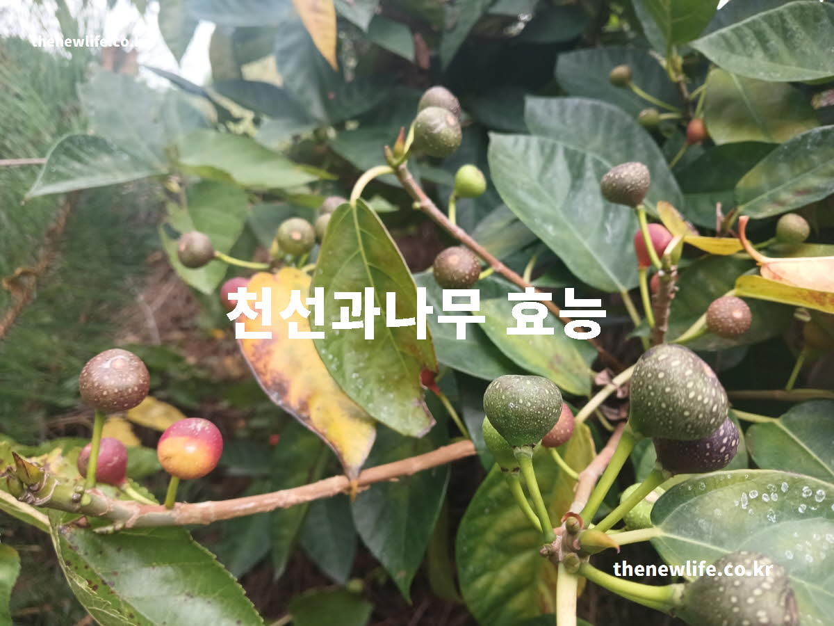 천선과나무 효능 대표 실사진