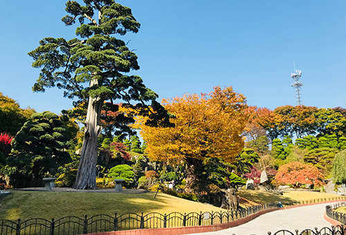 철쭉 명소 세종 가볼만한 곳